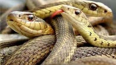 تفسير حلم رؤية 3 ثعابين في المنام و تفسير حلم مجموعة ثعابين