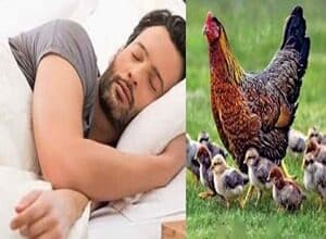 فسر حلمك: أفضل دلائل تفسير حلم الدجاج المشوي والمقلي والمطبوخ