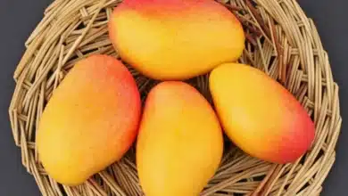 تفسير رؤية اكل المانجو في المنام