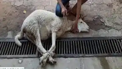 أفضل تفسير رؤية ذبح خروف