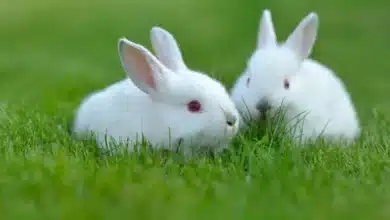 تفسير رؤية الارانب البيضاء في المنام