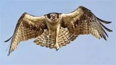 تفسير رؤية الصقر في المنام للمتزوجة