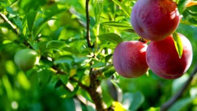 تفسير حلم رؤية أشجار البرقوق صغيرة إلى متوسطة