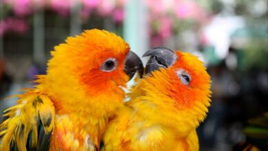 خلفيات طيور حب,طيور رومانسية,خلفية طيور,صور لاجمل الطيور,اريد صور طيور,صور طيور HD,تنزيل خلفيات طيور,صور رومانسيه للطيور