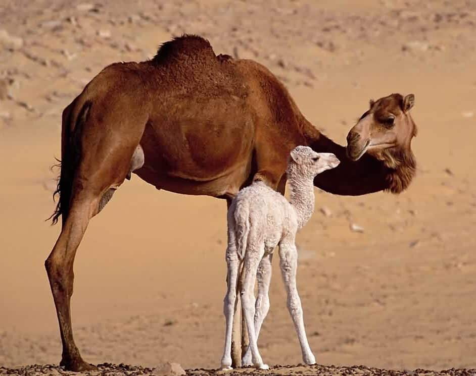 خلفيات جمل الصحراء وصور جمل عالية الدقة