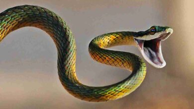 فسر حلمك بكل سهولة.. تفسير قتل الثعبان في الحلم بالنسبة للفتاة والرجل