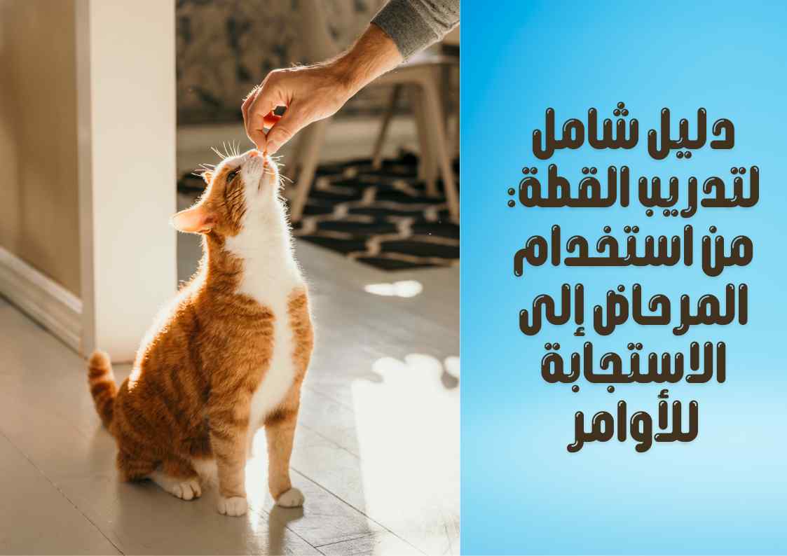 تفسير حلم حضور عرس مجهول للعزباء