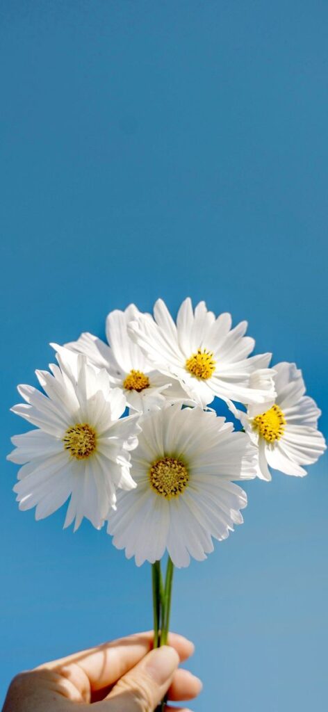 أروع صور ورد 2024 وباقة من أجمل صور ورد رومانسية 2024 — الويب نيوز